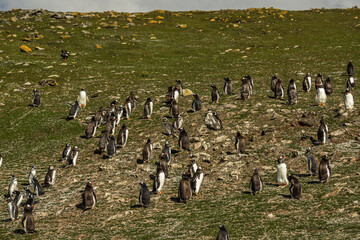 Gentoo penguins at the Falkland Islands