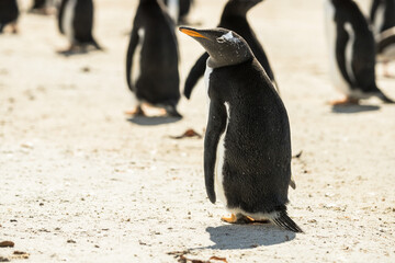 Gentoo penguins at the Falkland Islands