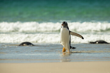 Obraz premium Gentoo penguins at the Falkland Islands