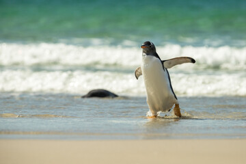 Gentoo penguins at the Falkland Islands