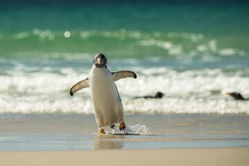 Gentoo penguins at the Falkland Islands