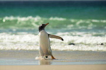 Gentoo penguins at the Falkland Islands