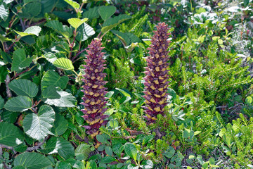 オニク（北海道・上士幌町）