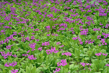 クリンソウの群落（北海道・白糠町）