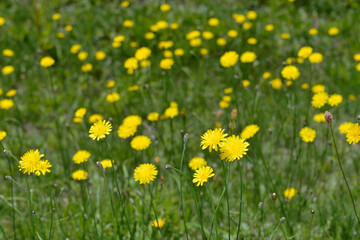 Fototapeta premium タンポポモドキの群落（北海道・層雲峡）