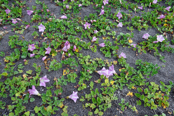 ハマヒルガオの群落（北海道・小清水町）