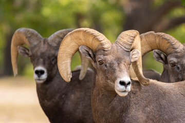 Bighorn Sheep in Waterton Autumn