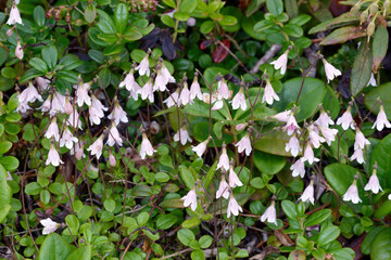 リンネソウ（北海道・上士幌町）