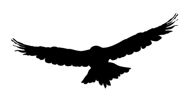 Hawk, eagle, falcon or orel black silhouette isolated on white background. A large predator soar in the air. Clipart icon, graphic simple element for design. Vector illustration.