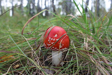 a poisonous mushroom inedible fly agaric with a red cap grows in the forest in the grass