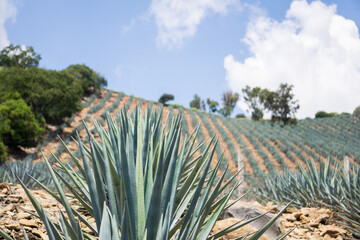 agave fields in jalisco mexico, tequila plant