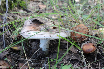 poisonous mushroom inedible grows in the forest in the grass