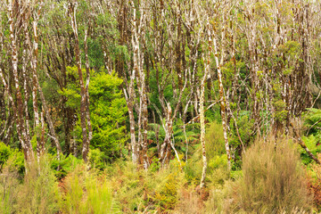A forest of young beech trees in the Volcanic Plateau, New Zealand, with spindly, mossy trunks