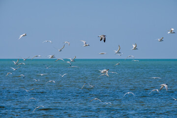 Fototapeta na wymiar A flock of seagulls flying in a cloudless sky over the surface of the blue sea. Free wild birds in their natural habitat on a sunny summer day.