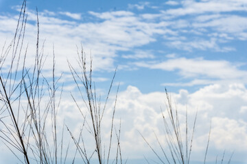 plants with the sky in the background