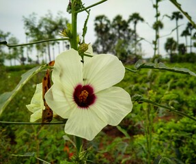 flower in the garden