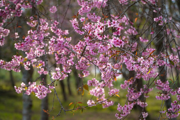 Beautiful Thailand Cherry Blossom flower in focus against blurred background