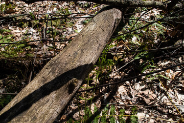 log