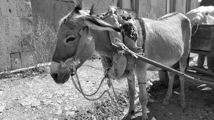 Donkey with a cart and cargo. On carts drawn by a donkey. Pet. A heavy yoke. Assistant for...