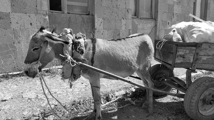 Donkey with a cart and cargo. On carts drawn by a donkey. Pet. A heavy yoke. Assistant for...