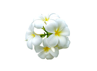 Fototapeta premium White and yellow frangipani flowers on white background with clipping path