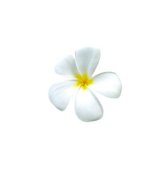 Fototapeta na wymiar White and yellow frangipani flowers on white background with clipping path