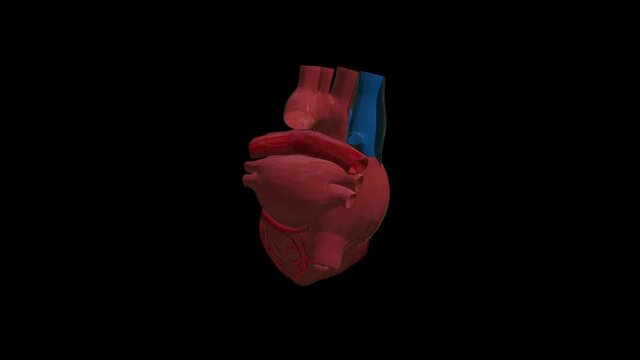 heart red blood cells loop animation