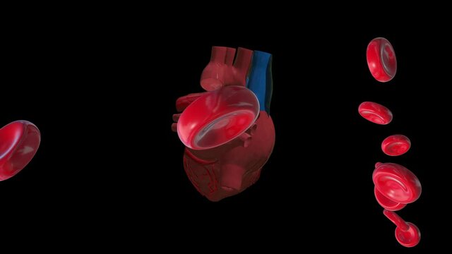 heart red blood cells loop animation