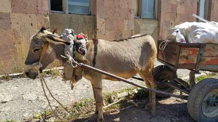 Donkey with a cart and cargo. On carts drawn by a donkey. Pet. A heavy yoke. Assistant for...