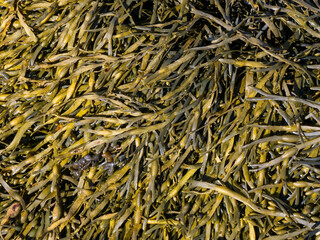 Brown algae, fucus
