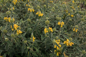 Gardening and landscaping. Closeup view of Phlomis fruticosa plant, also known as Jerusalem sage, beautiful green leaves and flowers of yellow petals blooming in the garden.	