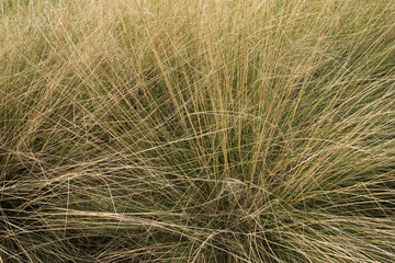Ornamental grasses. Closeup view of Muhlenbergia capillaris, also known as Hairawn Muhly, growing in the garden.