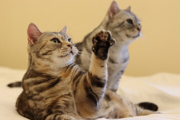 手を挙げて挨拶する猫のアメリカンショートヘア
American shorthair cat greets...