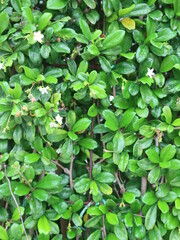 Green Leaves texture background in the afternoon
