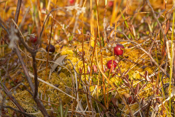 Harvest of natural healthy cranberries in the swamp in autumn