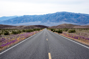 Fototapeta premium the road to the mountains in death valley national park with wildflowers lining the sides of the road