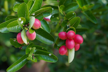 Bengal-Currants or Christ's Thorn a very sour and testy. Thai fruit.