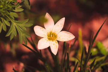 flowers in the morning