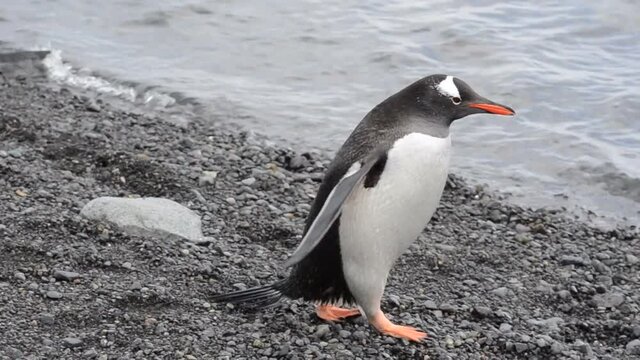 Penguin walking into the water in Antarctica - closeup gentoo penguin (Pygoscelis papua)