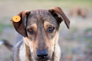 Portrait of a very sad dog with a tag in his ear on the city street.