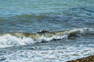 Dog playing with a stick by the sea. A dog brings a stick thrown into the sea.