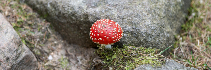 Fly agaric with white spots between the stones. Panoramic image