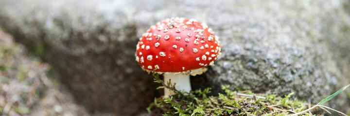 Fly agaric with white spots between the stones. Panoramic image