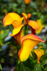 Obraz premium Calla Lily, Zantedeschia aethiopica
