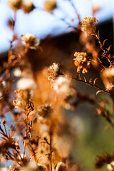 Wild flowers and stems of dry dead grass under the sun form dynamic composition.
