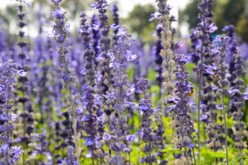 Obraz premium Salvia officinalis flower
