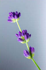 Macro abstract view of a sprig of delicate purple English lavender flower buds, on white background with copy space
