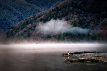 朝霧漂う湖畔