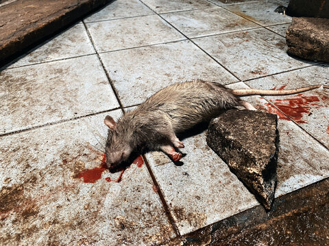 Dead mouse with red blood.