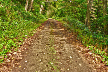 森の中の砂利道